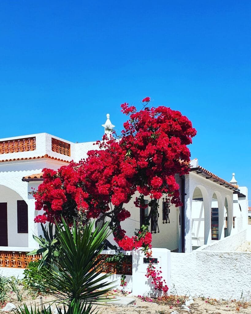 Typical Island Bougainvillea, Olhão.