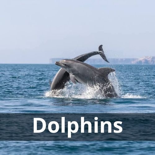 Dauphins à Olhão