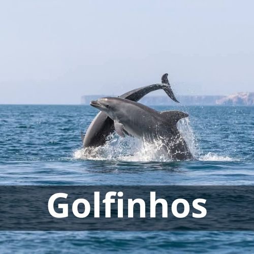 Dauphins à Olhão